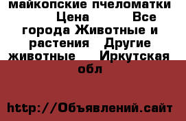  майкопские пчеломатки F-1  › Цена ­ 800 - Все города Животные и растения » Другие животные   . Иркутская обл.